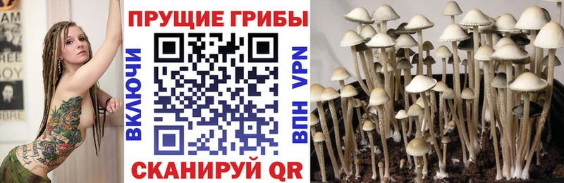 Купить где  Вольск  Псилоцибиновые грибы GOLDEN TEACHER 